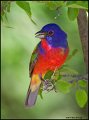 _1SB2166 Painted Bunting